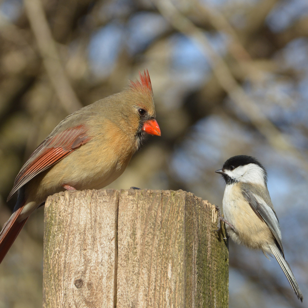 February Cardinal February Feed of the Month – The Rock Pile