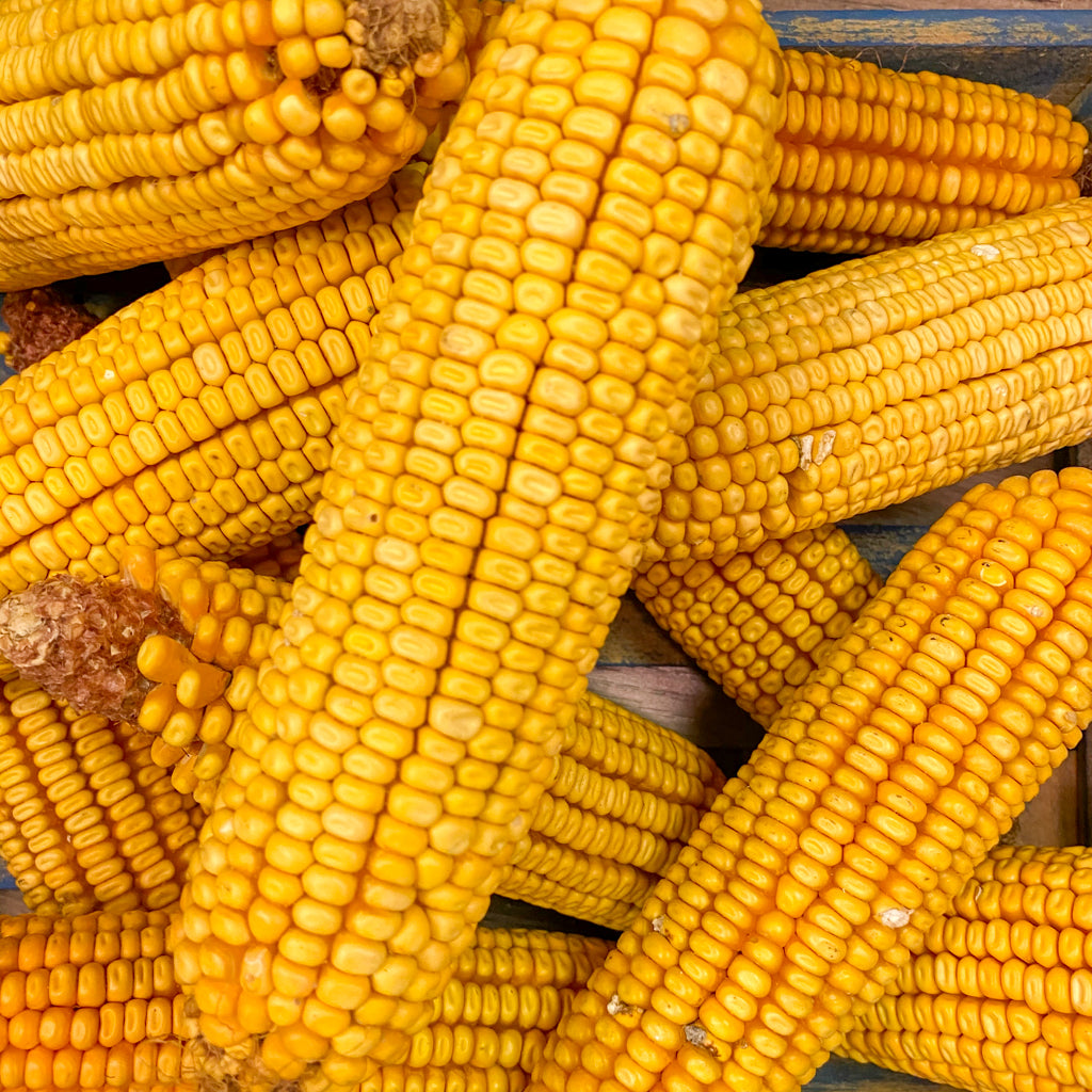 Ear Corn 6.5 lb