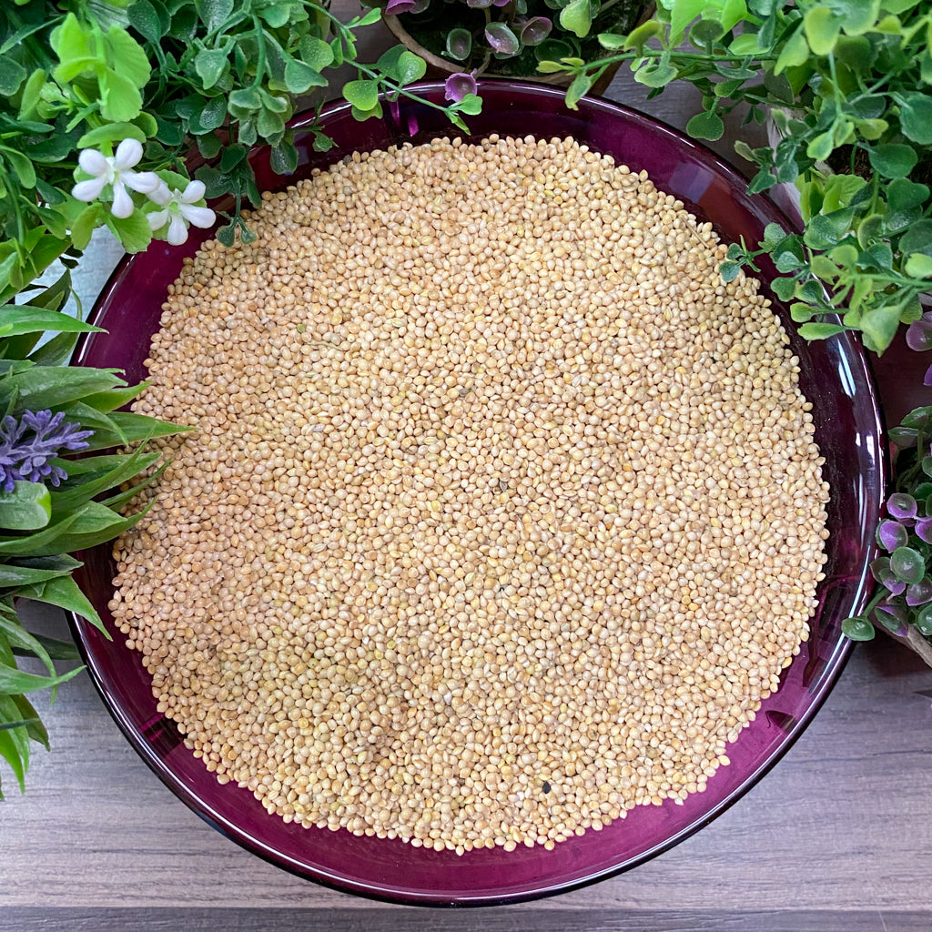White Millet Bird Feed 10 lb  The Rock Pile